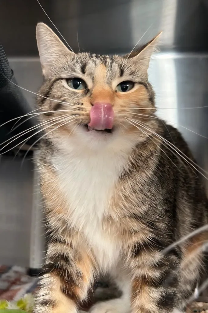 Gm Keki  Gm thumbnail 3