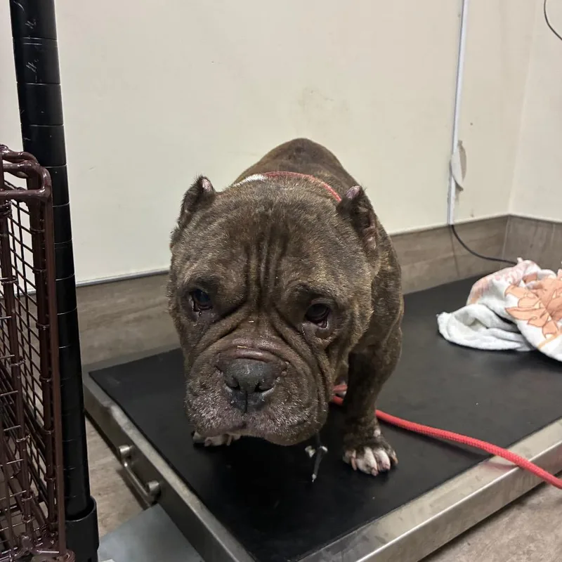A senior medium-sized female Brindle Pit Bull Terrier dog named Maisy for adoption in Pasadena, CA