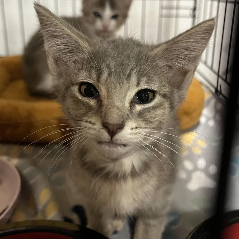 A baby small-sized female Domestic Short Hair cat named Julia for adoption in Boca Raton, FL
