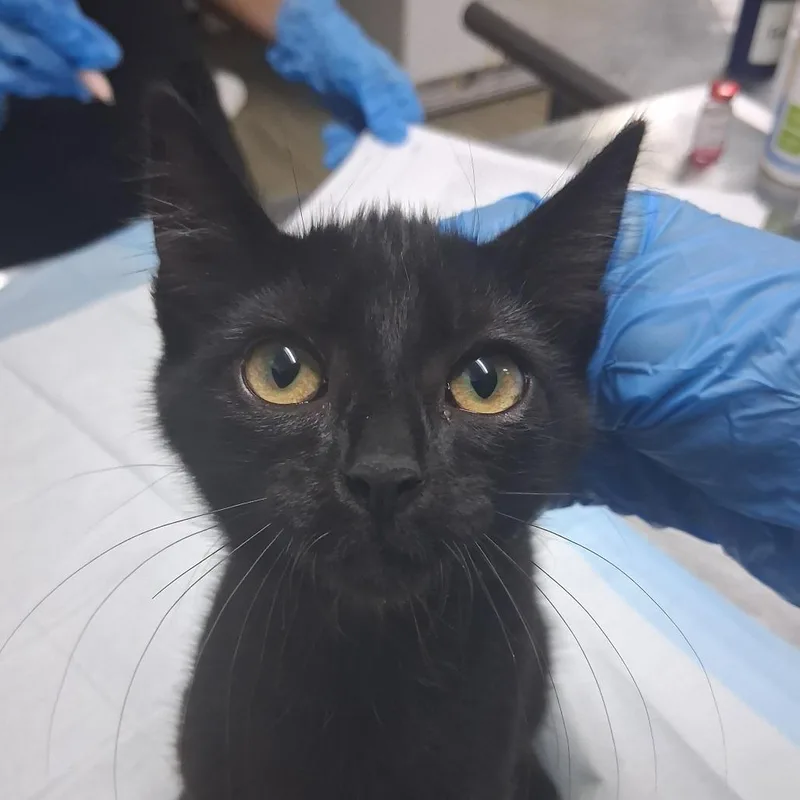 A baby small-sized female Black Domestic Short Hair cat named Sugar Berry for adoption in Summerville, SC
