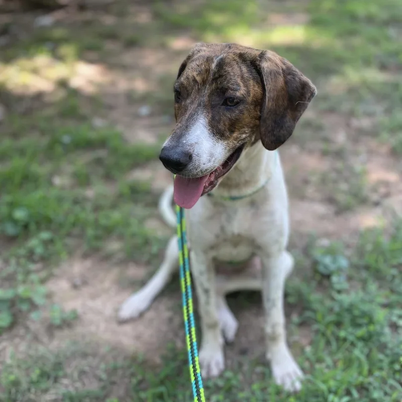 A young small-sized female White / Cream Mixed Breed dog named Jamey for adoption in Yanceyville, NC