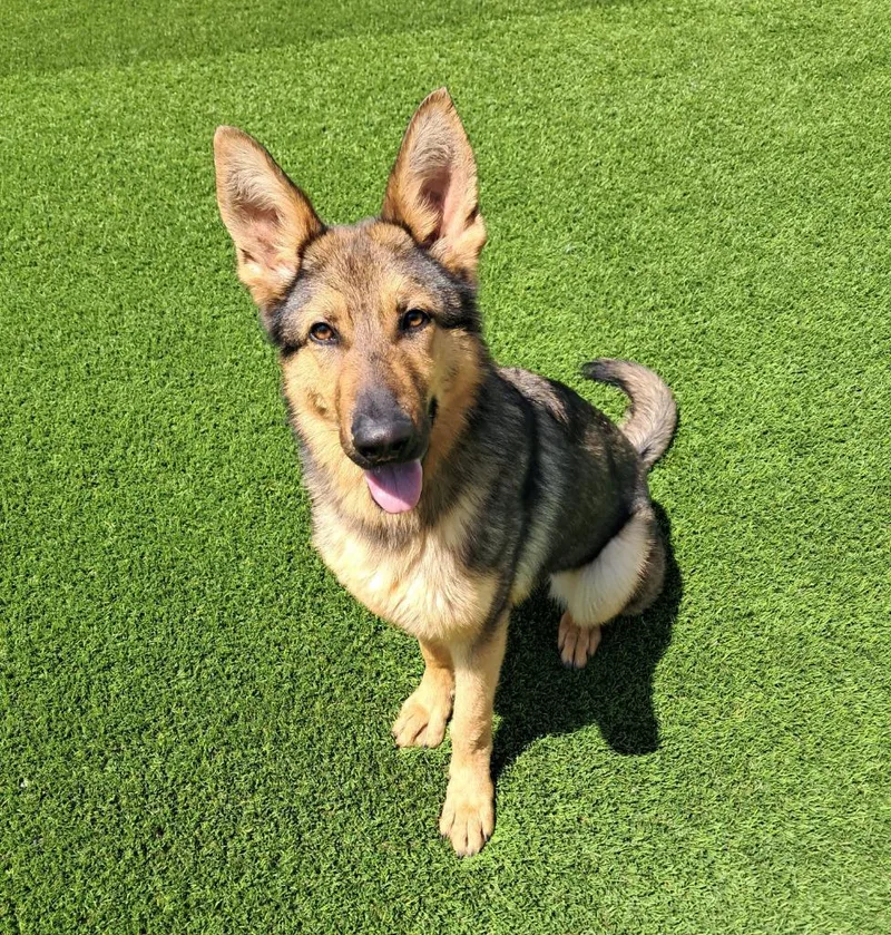 A young medium-sized female Tricolor (Brown, Black, & White) German Shepherd Dog dog named Dauntless for adoption in Frankfort, KY