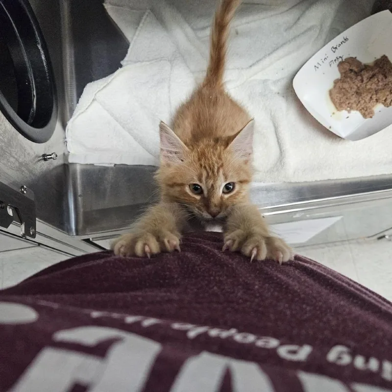 A baby small-sized male Orange / Red Domestic Short Hair cat named Mini Brands for adoption in Austin, TX