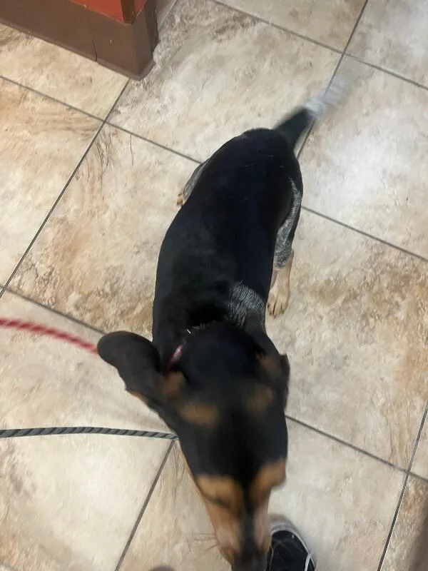 A young medium-sized female Tricolor (Brown, Black, & White) Mixed Breed dog named Greta for adoption in Cincinnati, OH
