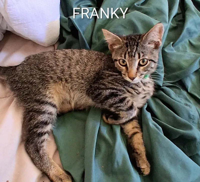 A baby medium-sized male Tabby (Brown / Chocolate) Domestic Short Hair cat named Franky for adoption in Hawthorne, CA