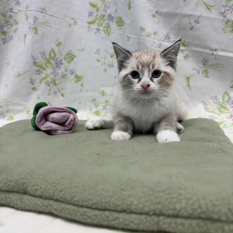 A baby medium-sized male Blue Point Domestic Short Hair cat named Whitman for adoption in Bear, DE