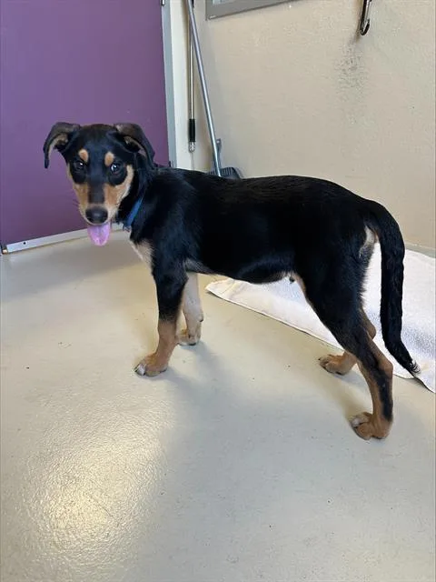 A baby small-sized male Doberman Pinscher dog named Carter for adoption in Santa Cruz, CA