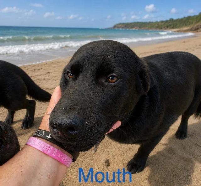 A young medium-sized male Labrador Retriever dog named Mouth for adoption in Zimmerman, MN