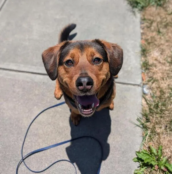 An adult medium-sized female Beagle dog named Mrs Piggle Wiggle for adoption in Santa Rosa, CA