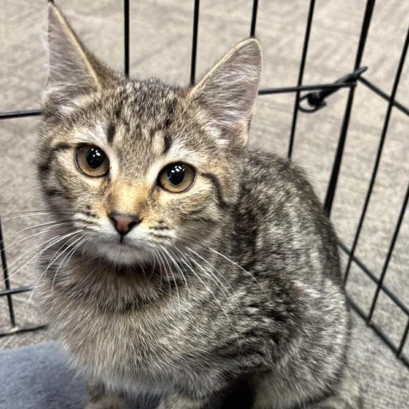 A baby small-sized female Brown / Chocolate Domestic Short Hair cat named Rylee for adoption in Hamburg, NY