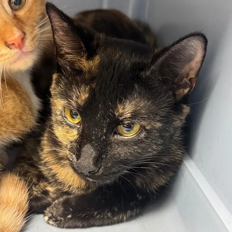 An adult medium-sized female Domestic Short Hair cat named Scary Spice for adoption in Perkiomenville, PA