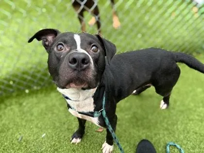 An adult medium-sized male Terrier dog named Pudge for adoption in Gainesville, FL