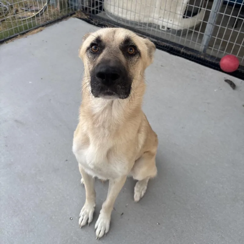 An adult medium-sized male White / Cream German Shepherd Dog dog named Bud for adoption in Floresville, TX