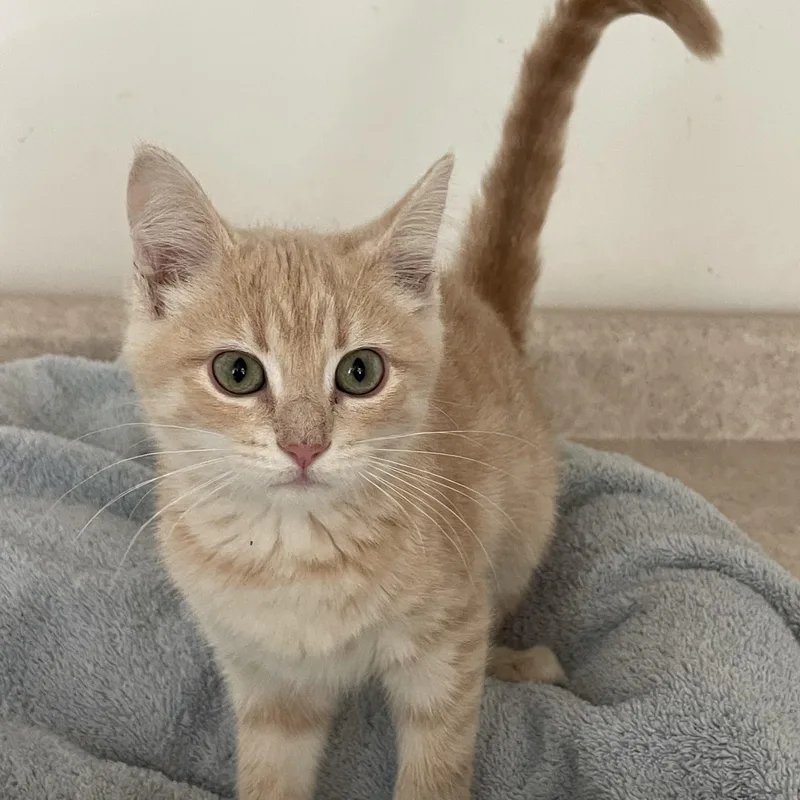A baby medium-sized female Buff / Tan / Fawn Domestic Short Hair cat named Betty for adoption in Lacon, IL