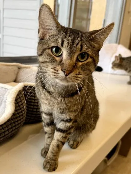 An adult medium-sized male Tabby (Brown / Chocolate) Tabby cat named Toulouse for adoption in Downers Grove, IL
