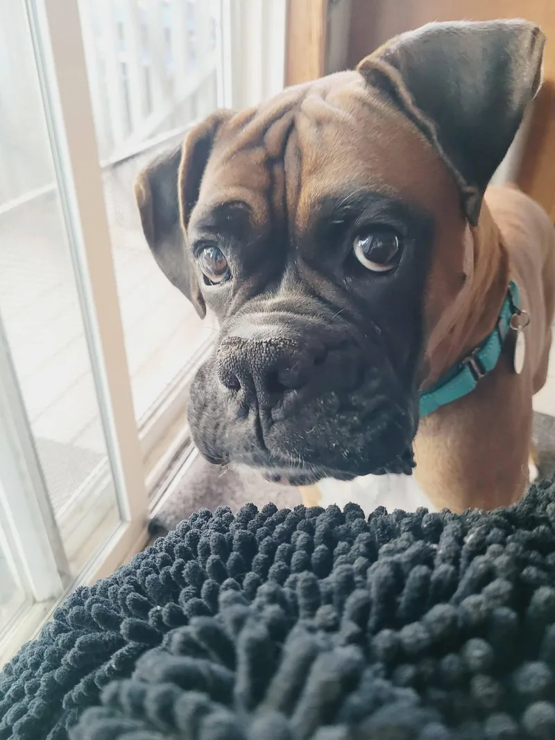 A young large-sized male Boxer dog named Donnie for adoption in Stanwood, WA
