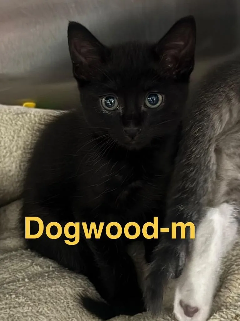 Dogwood