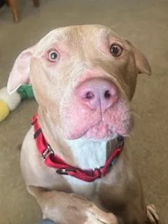 An adult medium-sized female Yellow / Tan / Blond / Fawn Pit Bull Terrier dog named Piper for adoption in Cleveland, OH