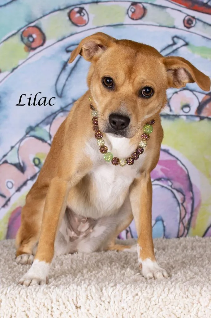 Lilac thumbnail 2
