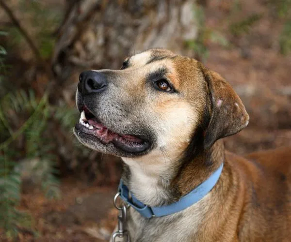 An adult large-sized male Shepherd dog named Arrow for adoption in El Cajon, CA
