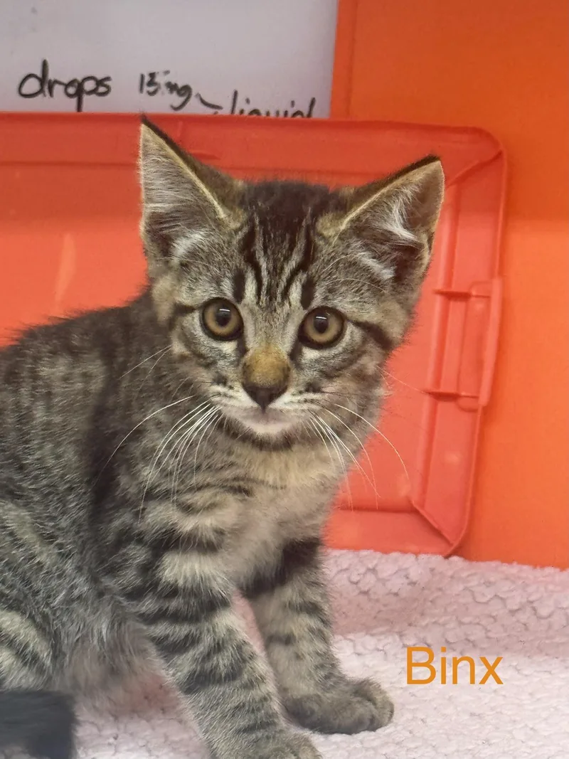 A baby medium-sized male Tabby (Buff / Tan / Fawn) Domestic Short Hair cat named Binx for adoption in Sonora, CA