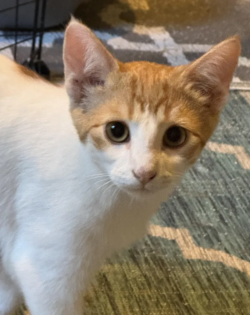 A baby small-sized male Orange & White Domestic Short Hair cat named Vix for adoption in Blaine, MN