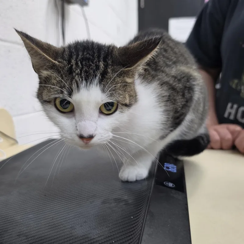 An adult medium-sized female Black Domestic Short Hair cat named Chippy for adoption in Ardmore, OK