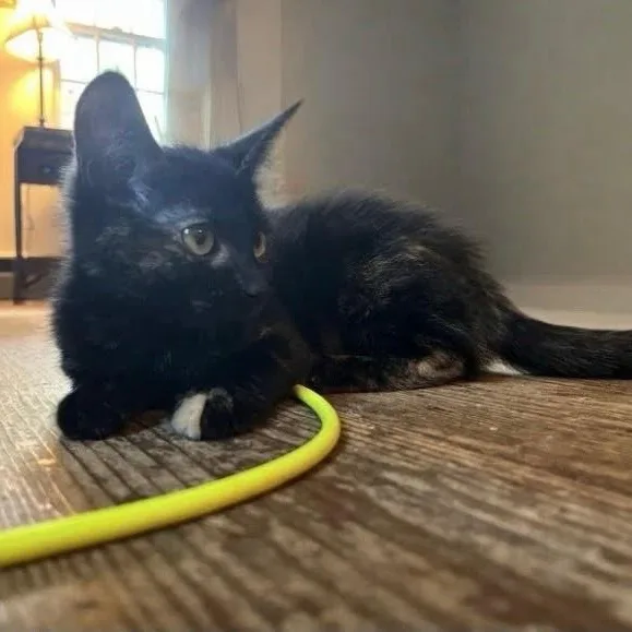 A baby medium-sized female Tortoiseshell Domestic Short Hair cat named Xalia for adoption in Norwalk, CT