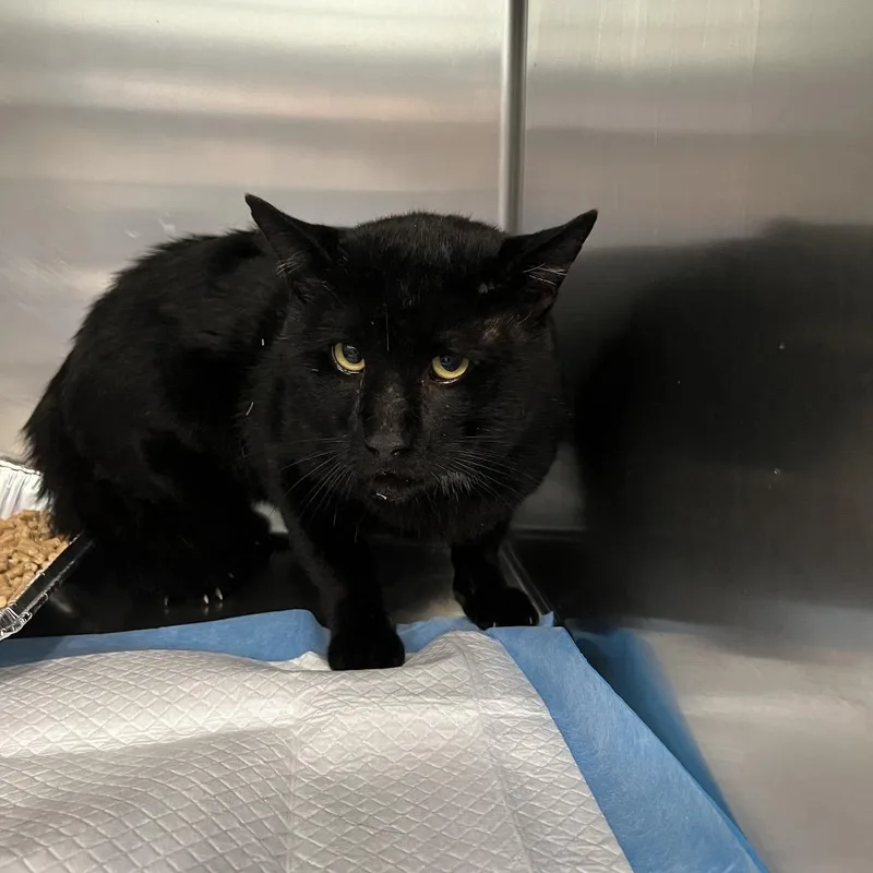 An adult extra large-sized male Black Domestic Short Hair cat named Spork for adoption in Greensboro, NC