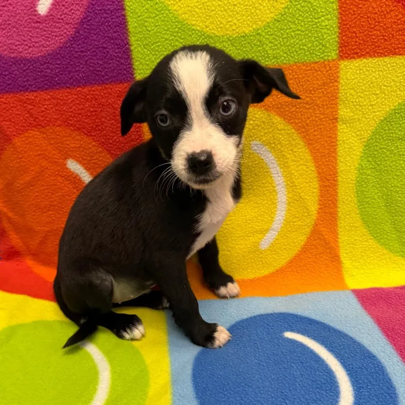 A baby small-sized female Black Chihuahua dog named Brandy for adoption in Houston, TX