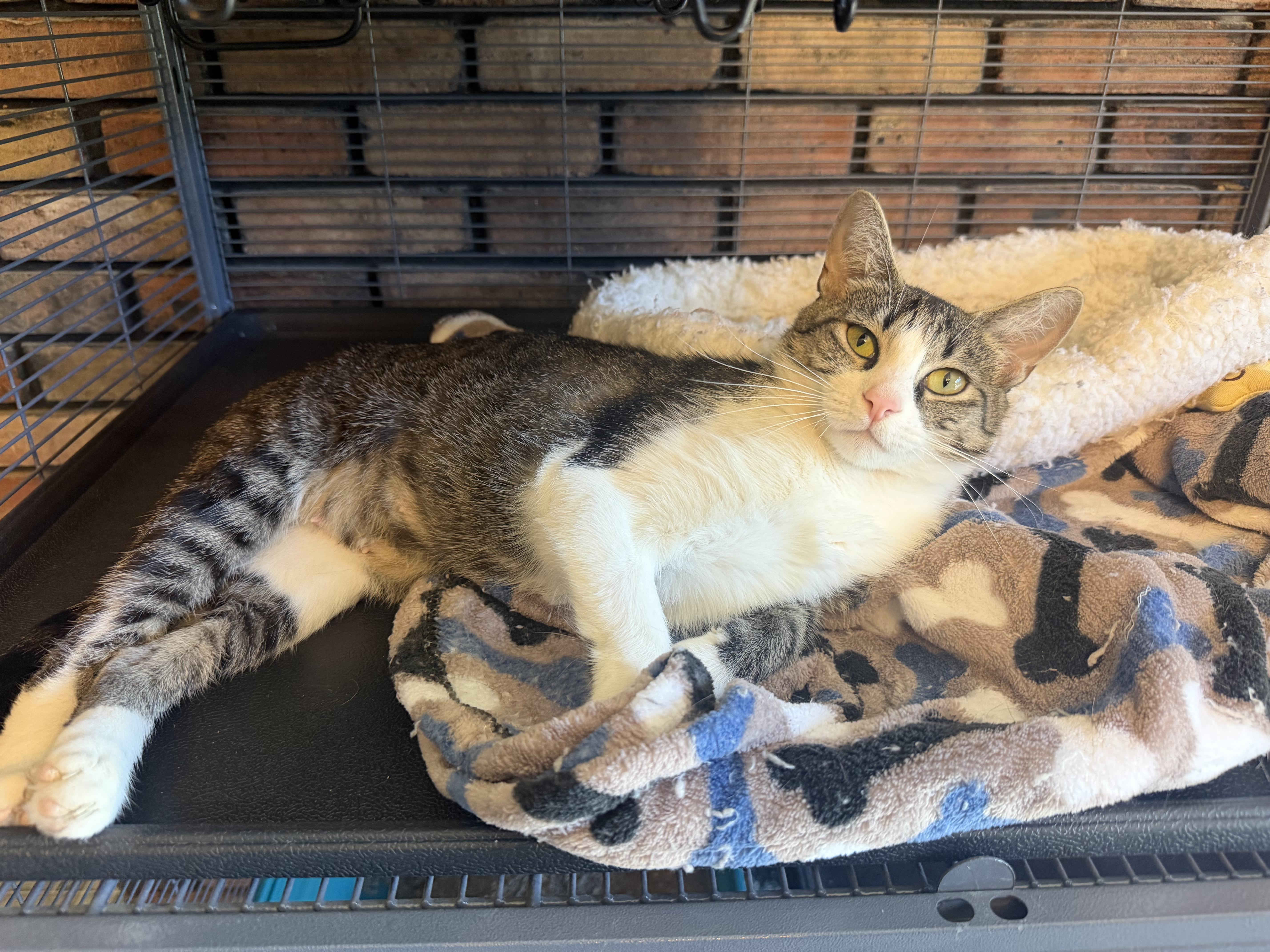 An adult medium-sized female Domestic Short Hair cat named Mary Jane for adoption in Medina, OH