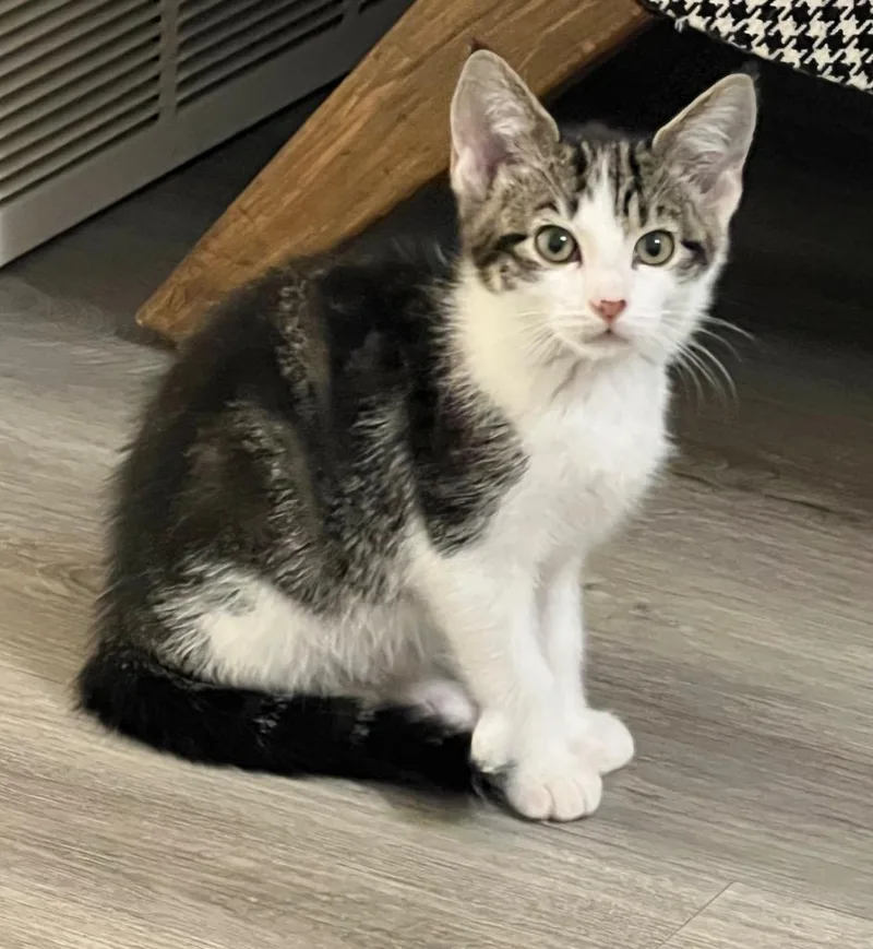 A baby medium-sized female Domestic Short Hair cat named Funfetti for adoption in Logan, UT