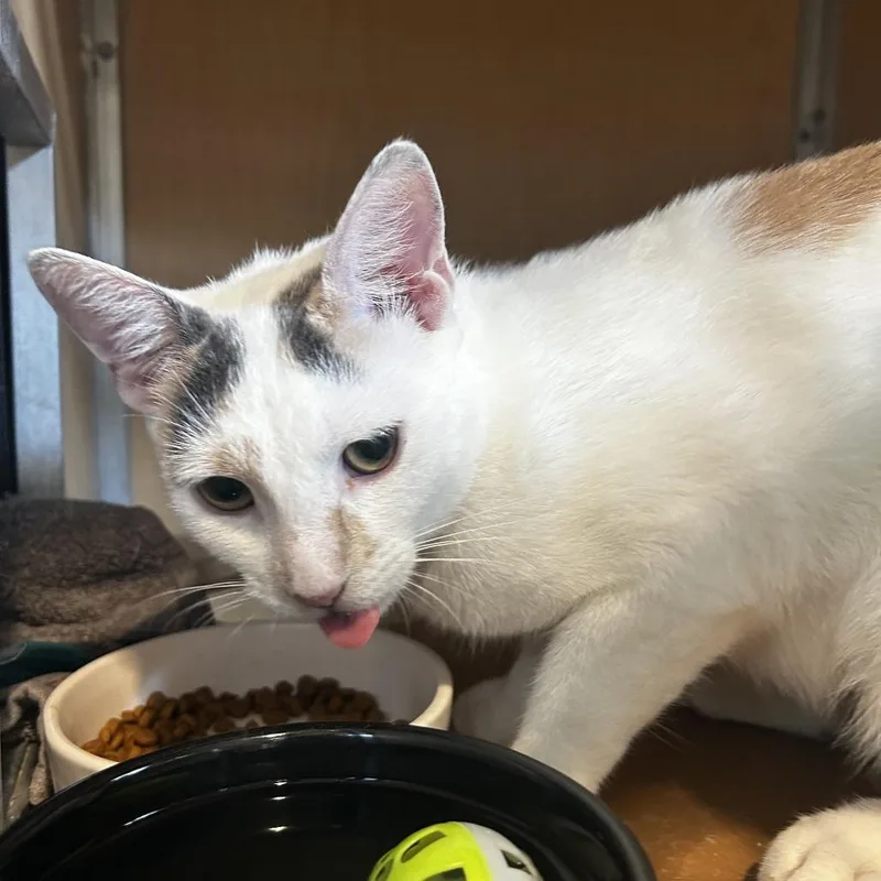 An adult medium-sized female White Domestic Short Hair cat named Harley for adoption in Chesapeake, VA