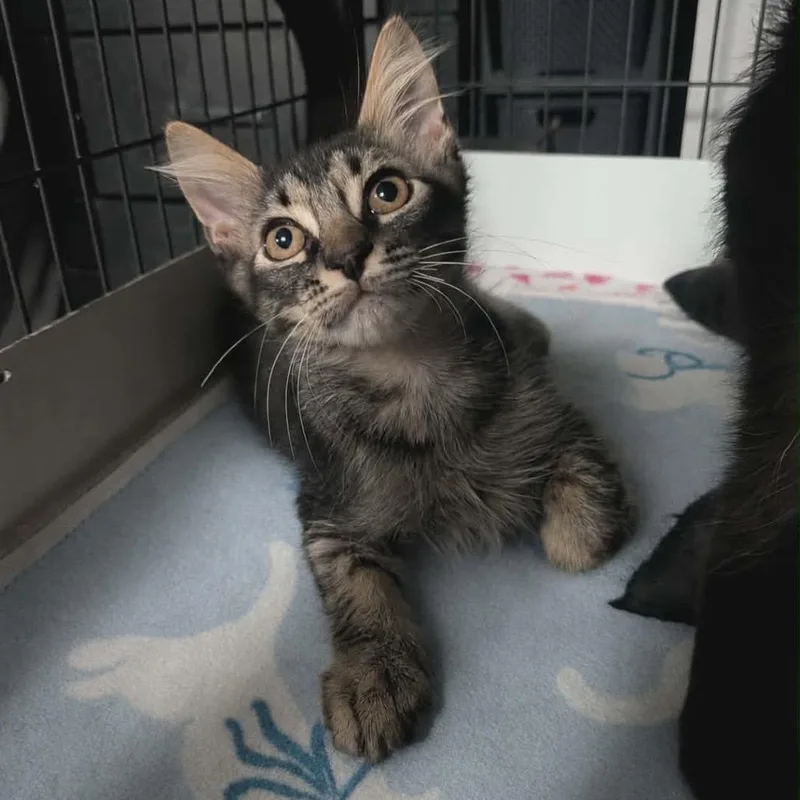 A baby small-sized male Brown / Chocolate Domestic Medium Hair cat named Nile for adoption in Port Richey, FL