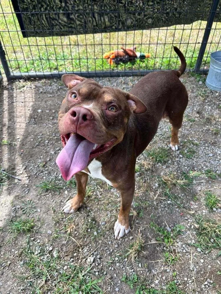 An adult large-sized male Mixed Breed dog named Newman for adoption in Scott, LA