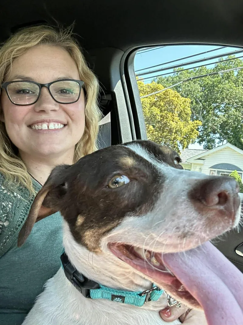 An adult medium-sized male Pointer dog named Jake for adoption in Holbrook, NY
