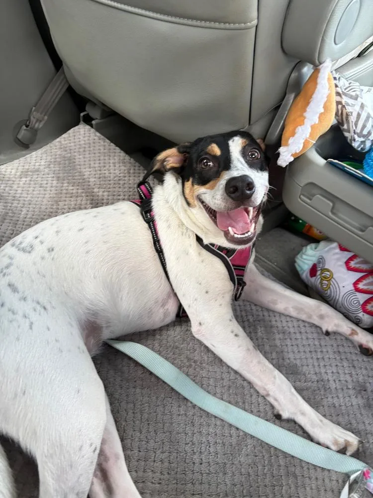 Allie  A litter thumbnail 4