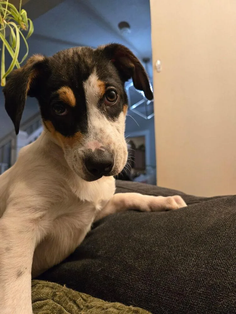 Allie  A litter thumbnail 6