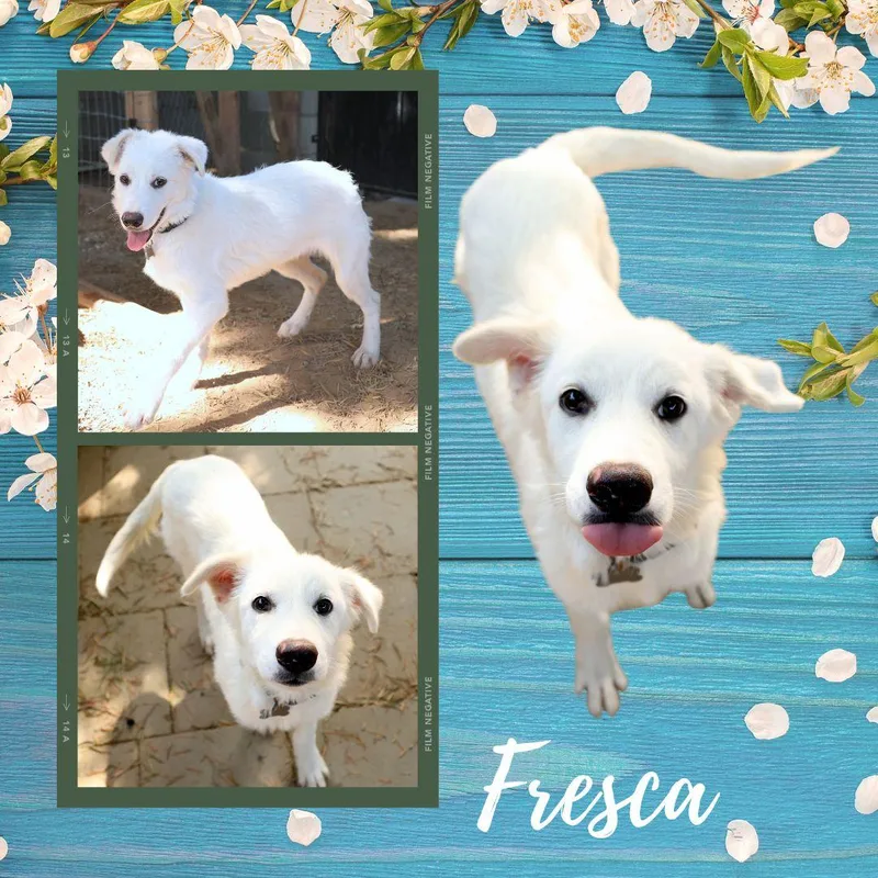 A baby medium-sized female Great Pyrenees dog named Fresca for adoption in LINDSAY, CA