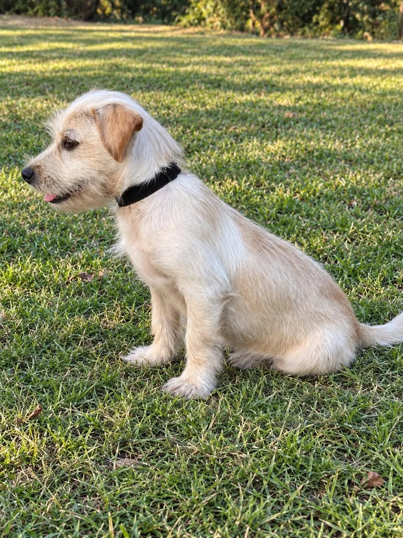 A young small-sized male Terrier dog named Liam for adoption in Helotes, TX