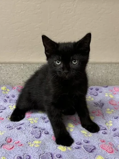 A young small-sized male Domestic Short Hair cat named Muneco for adoption in Phoenix, AZ