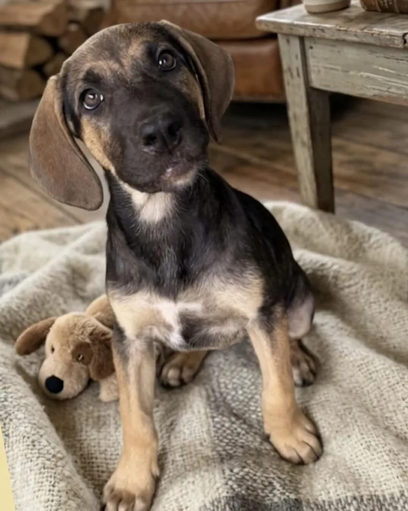 A baby large-sized male Tricolor (Brown, Black, & White) Hound dog named AAD New Arrival! for adoption in Armonk, NY