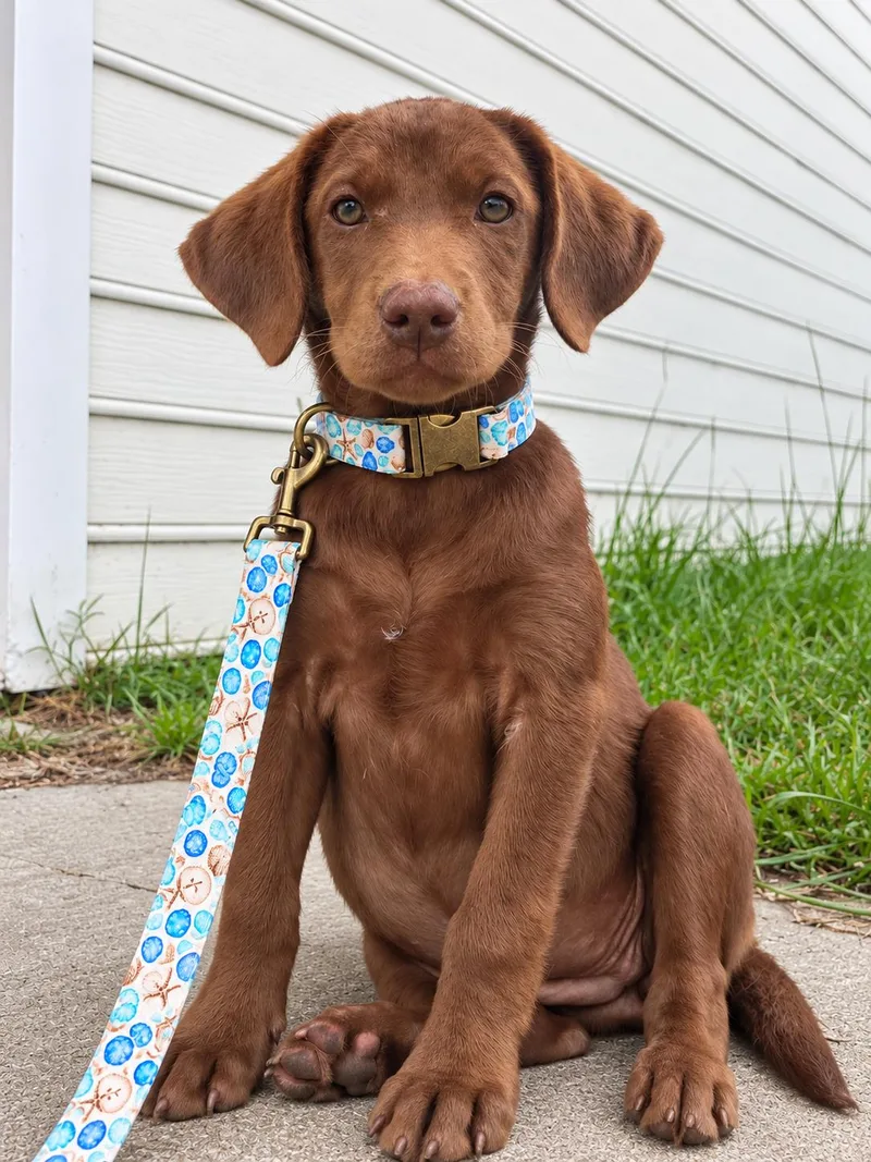 A baby medium-sized female Chocolate Labrador Retriever dog named Daisy for adoption in Conway, SC