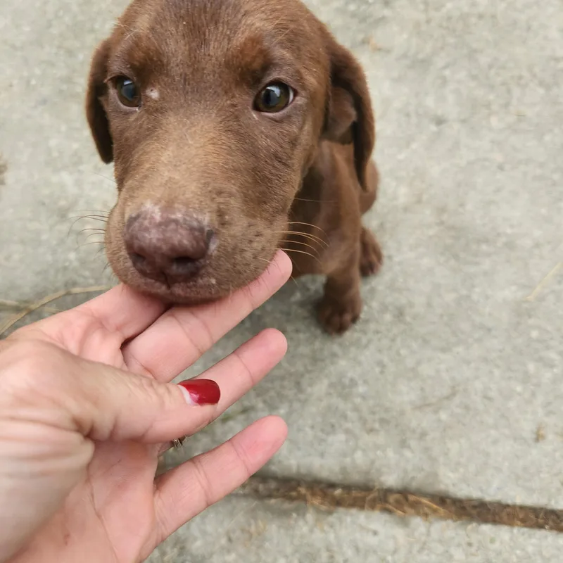 Daisy thumbnail 4