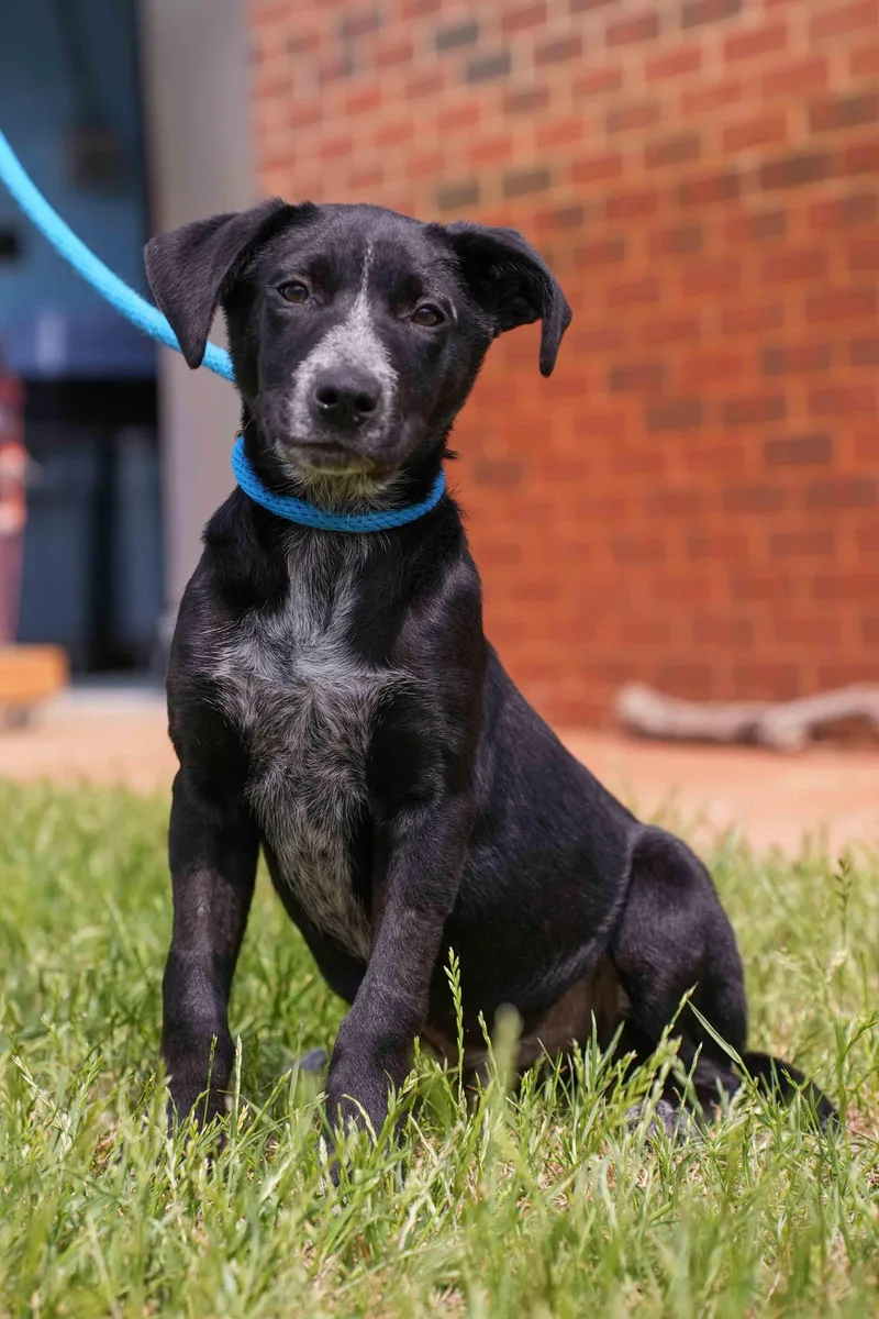 A baby medium-sized male Australian Cattle Dog / Blue Heeler dog named Cinch for adoption in Stillwater, OK