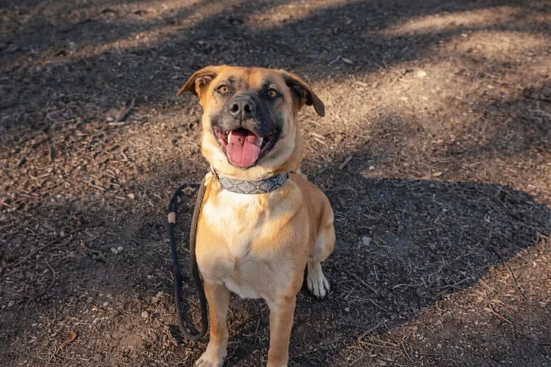 An adult medium-sized female German Shepherd Dog dog named Honey for adoption in Santa Rosa Valley, CA