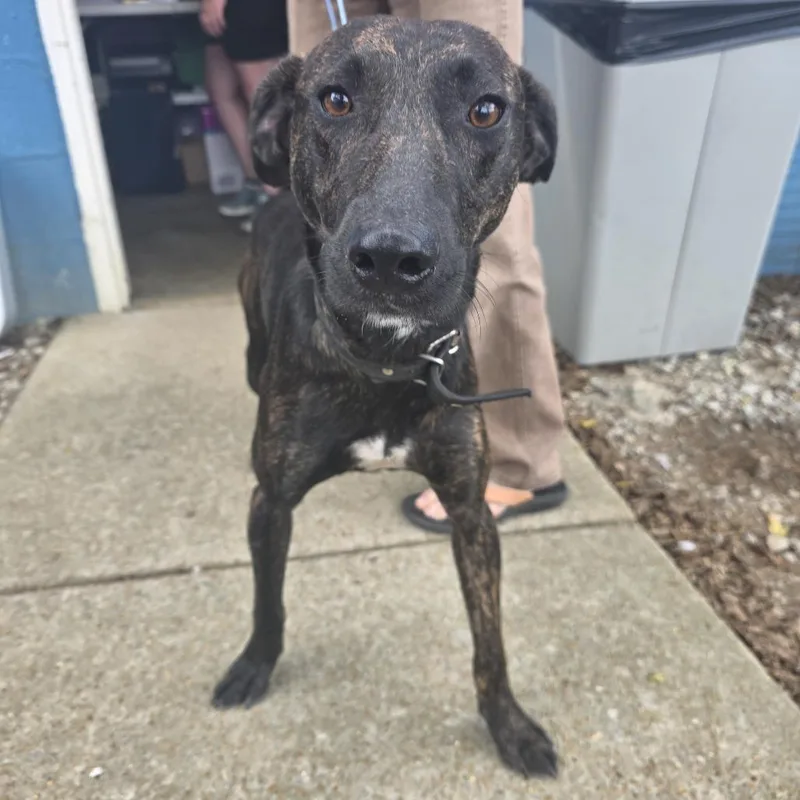 An adult medium-sized male Brindle Mixed Breed dog named TNGCStray for adoption in Pulaski, TN