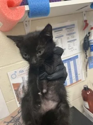 A young small-sized male Domestic Short Hair cat named a Charlie Parker for adoption in North Charleston, SC