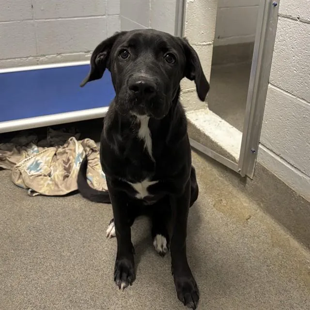 A young medium-sized female Labrador Retriever dog named Free for adoption in Huntsville, AL