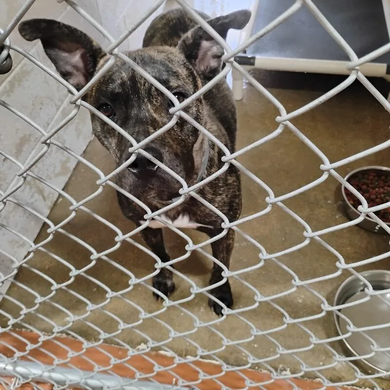 An adult medium-sized female Brown / Chocolate Mixed Breed dog named Mecca for adoption in East Smithfield , PA